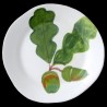 Majolica oak leaf dinner plate