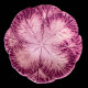 Majolica red cabbage deep plate