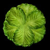 Majolica green cabbage dessert plate
