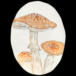 Oval dish Parasol mushroom